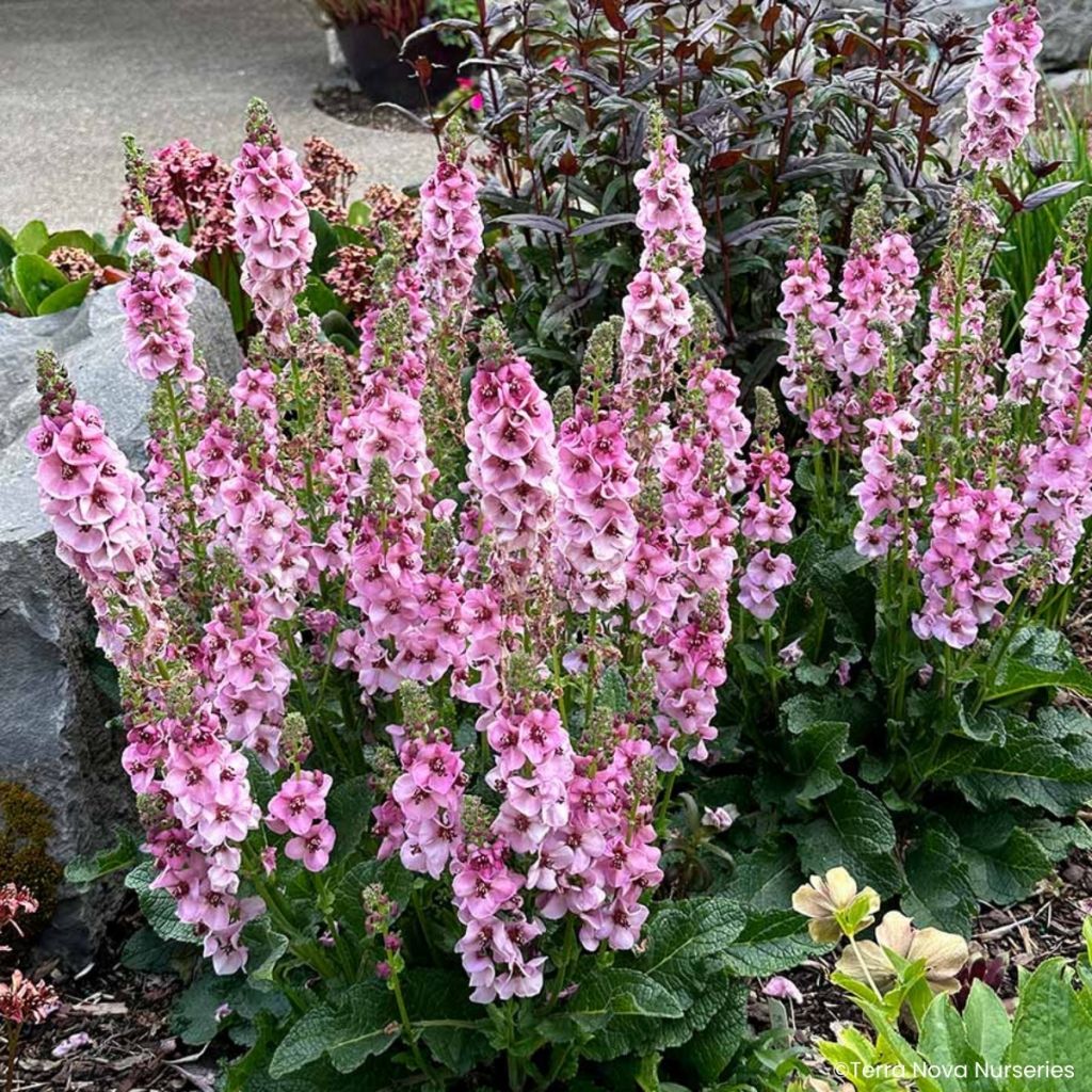 Verbascum Lavender Lass - Verbasco