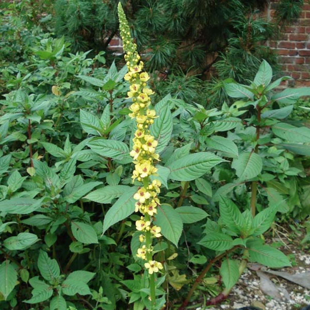 Verbascum Cotswold Queen - Verbasco