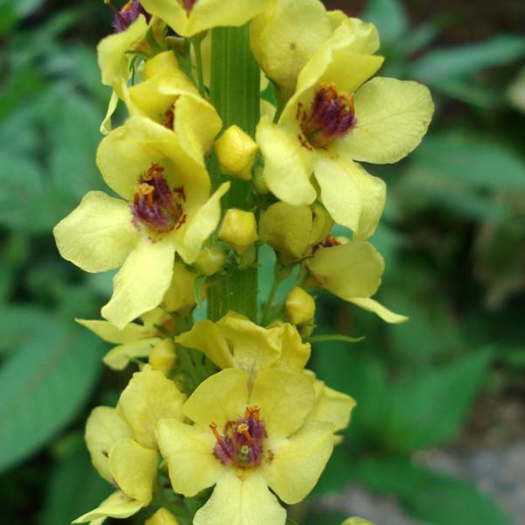 Verbascum Cotswold Queen - Verbasco