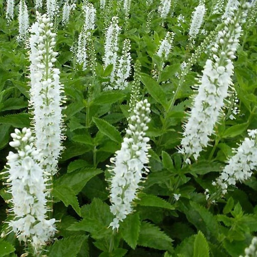 Veronica spicata Icicle