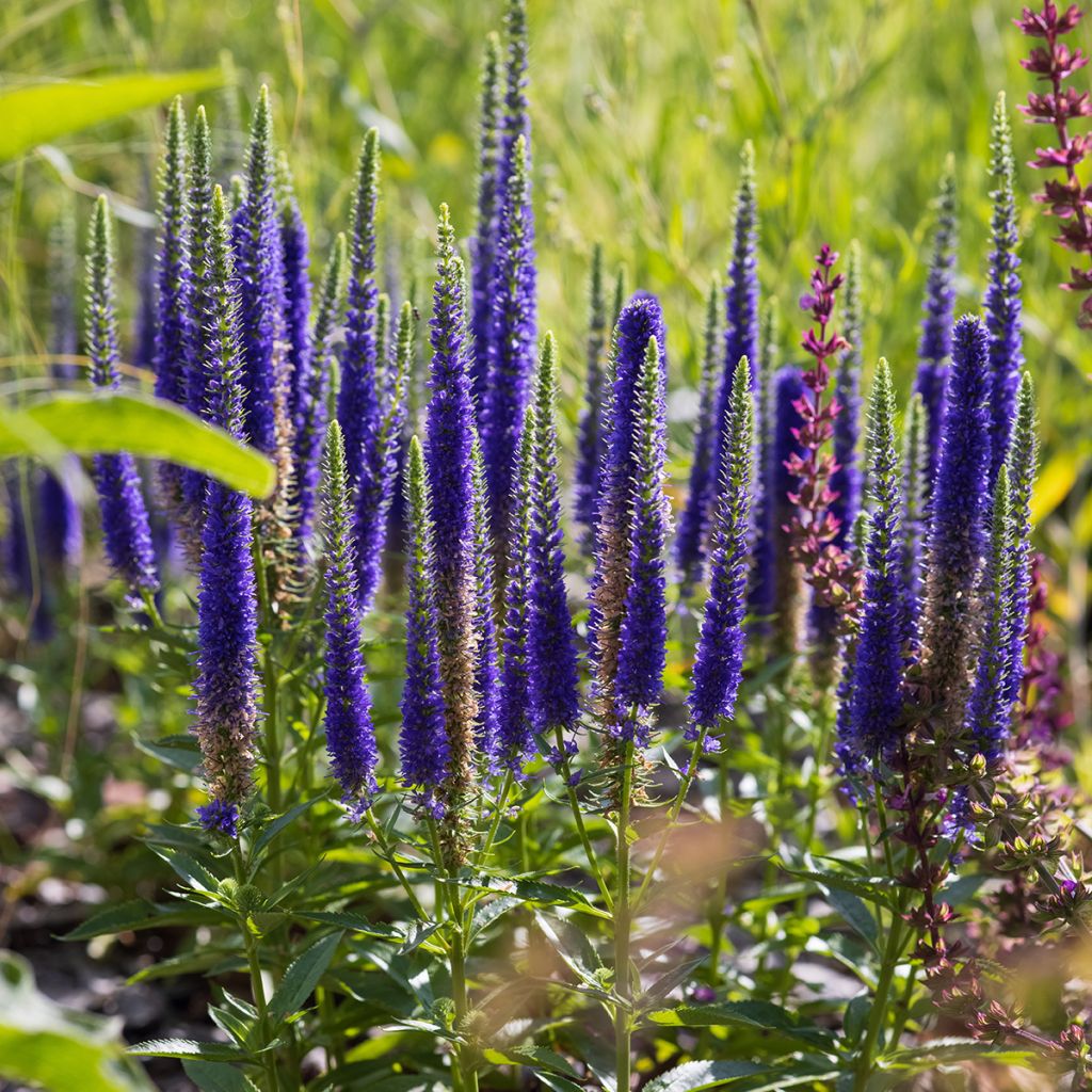 Veronica spicata Ulster Blue Dwarf