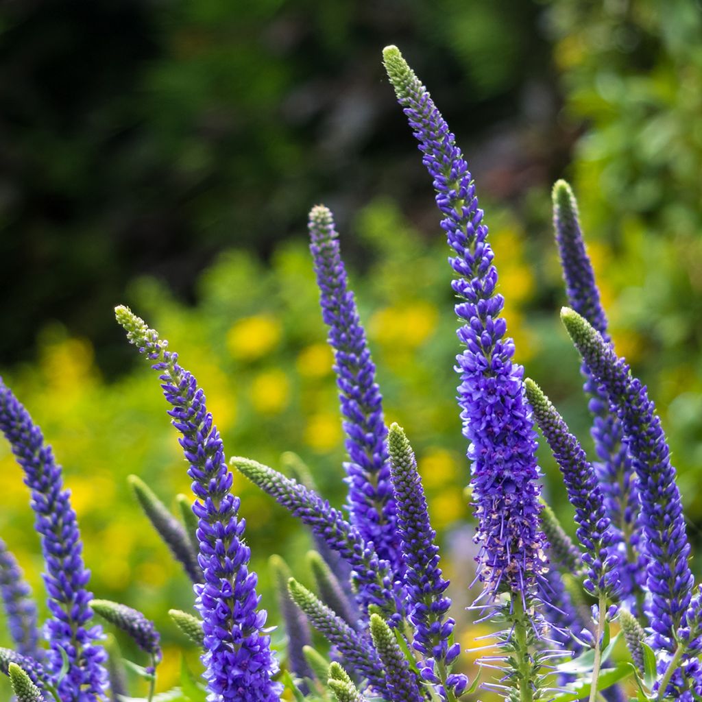 Veronica spicata Ulster Blue Dwarf