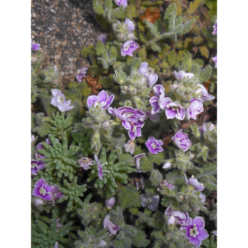 Veronica surculosa - Véronique drageonnante