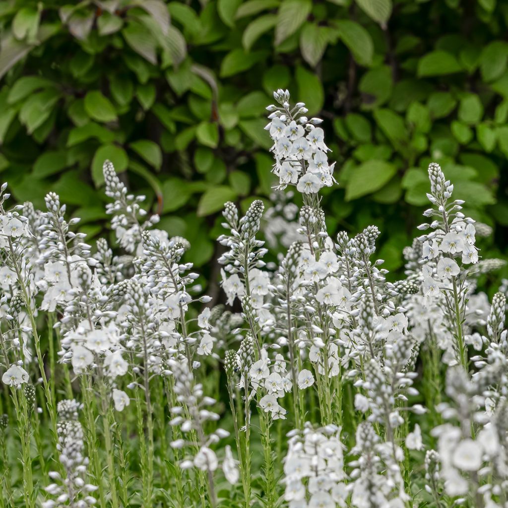 Veronica gentianoides Tissington White
