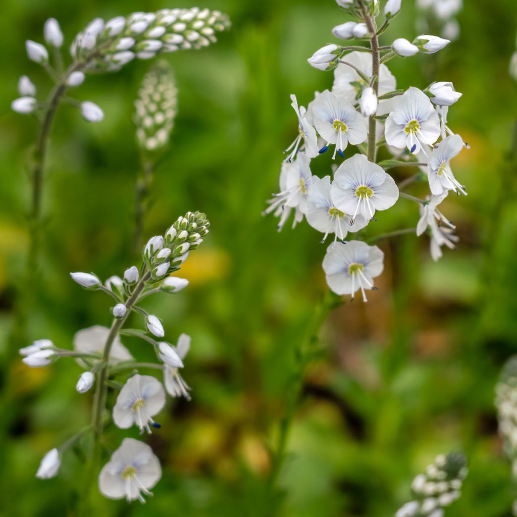 Veronica gentianoides Tissington White