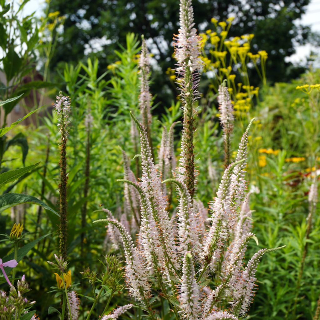 Veronicastrum virginicum Challenger