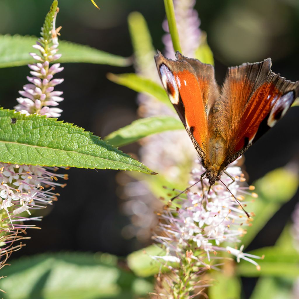 Veronicastrum virginicum Challenger