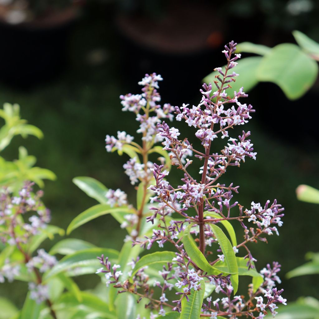 Aloysia citriodora - Verbena odorosa