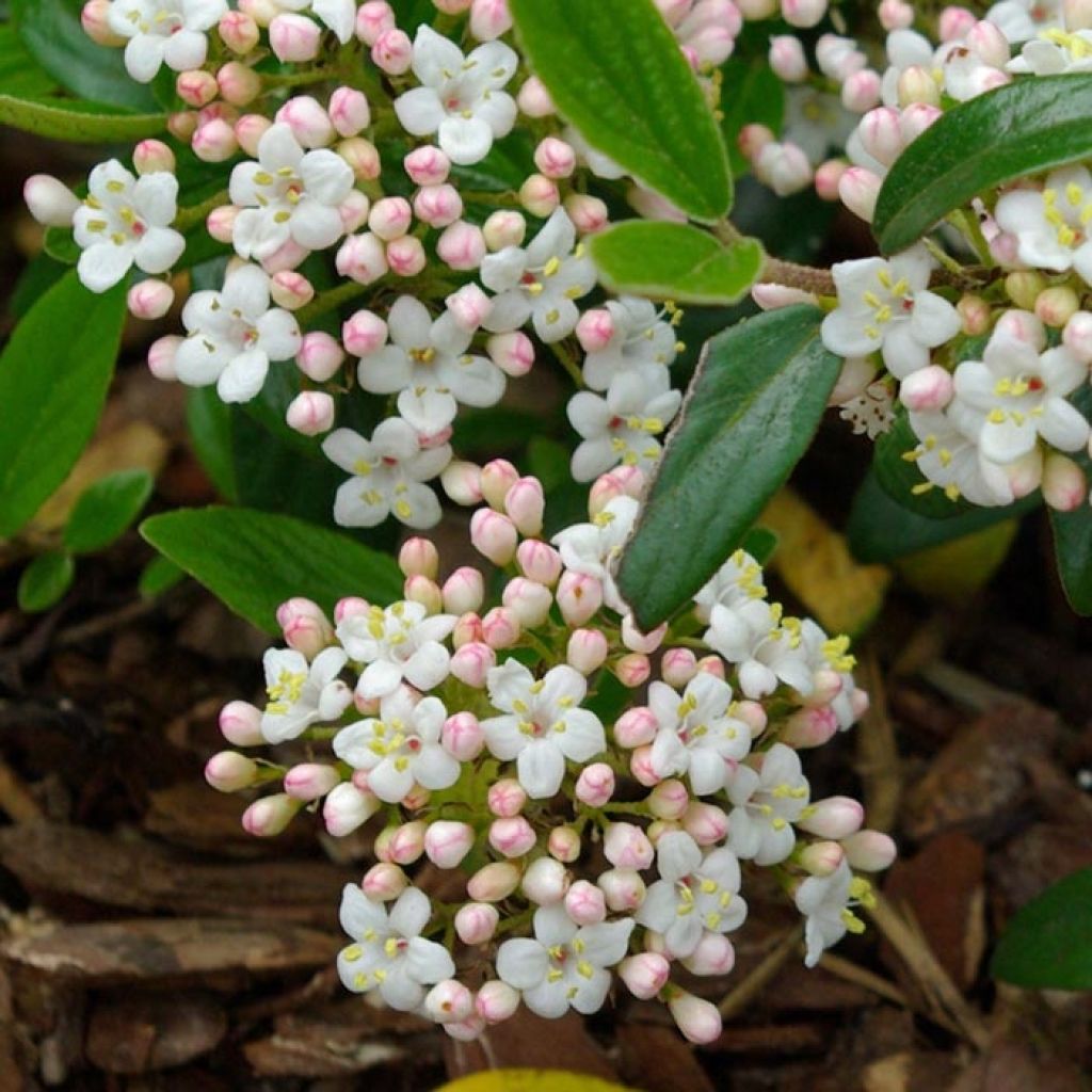 Viburnum burkwoodii Conoy