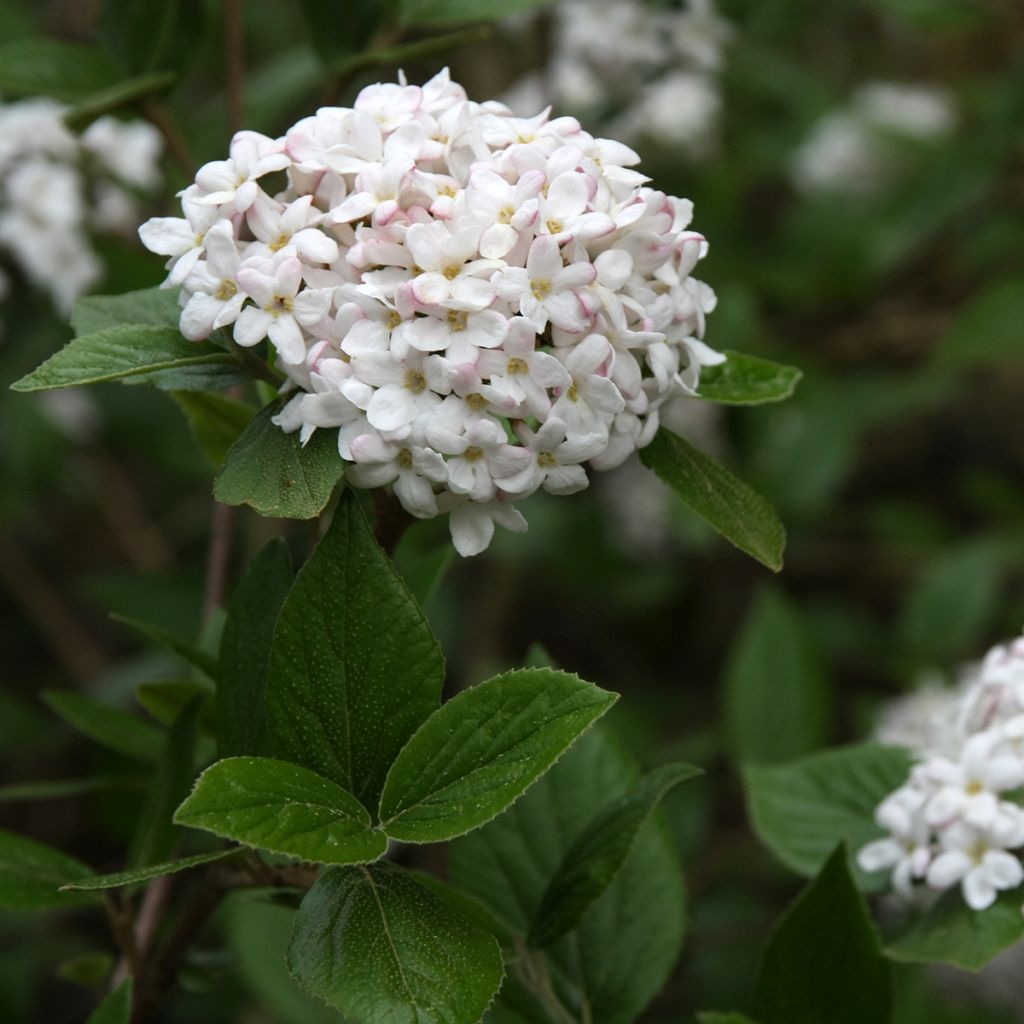 Viburnum burkwoodii Mohawk