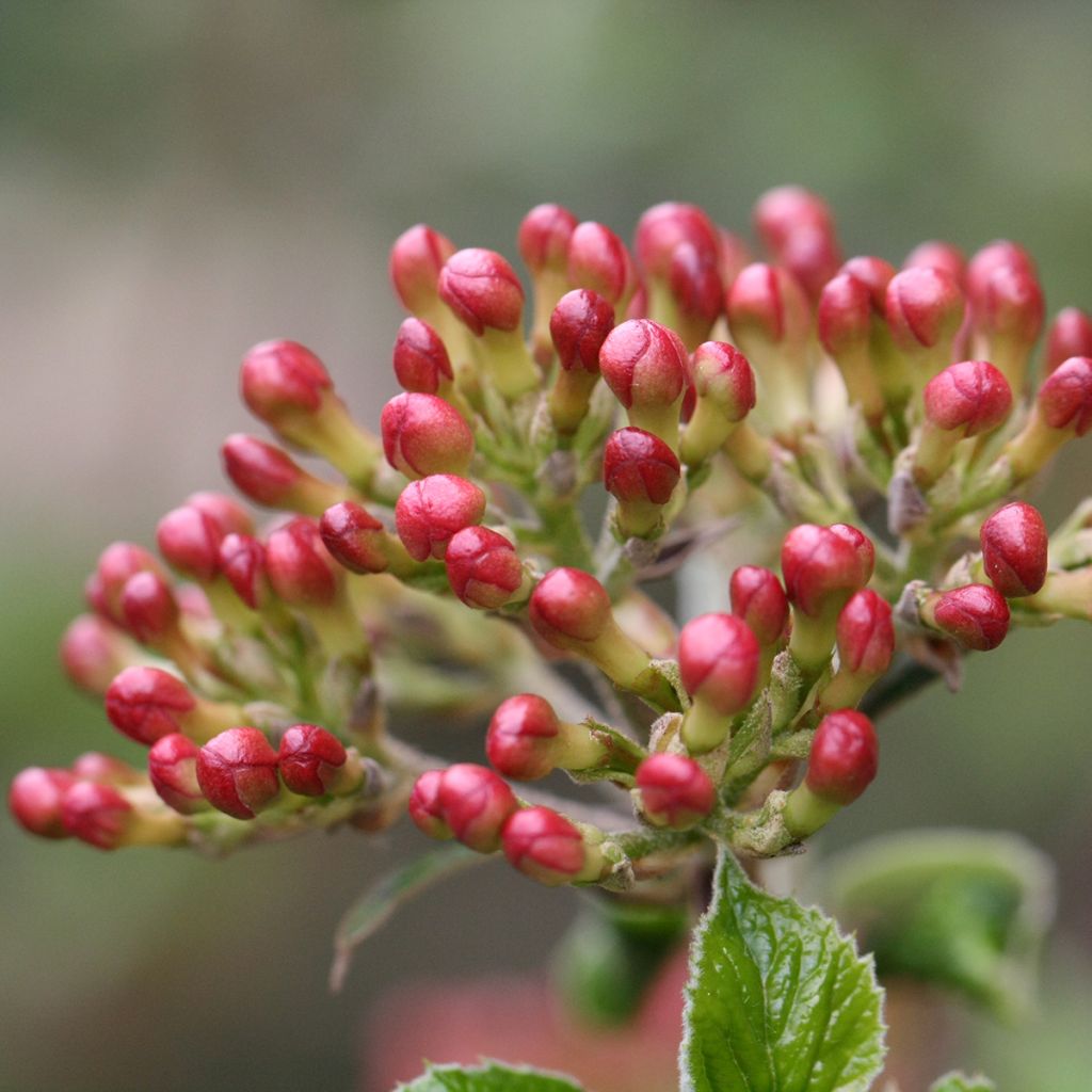 Viburnum burkwoodii Mohawk