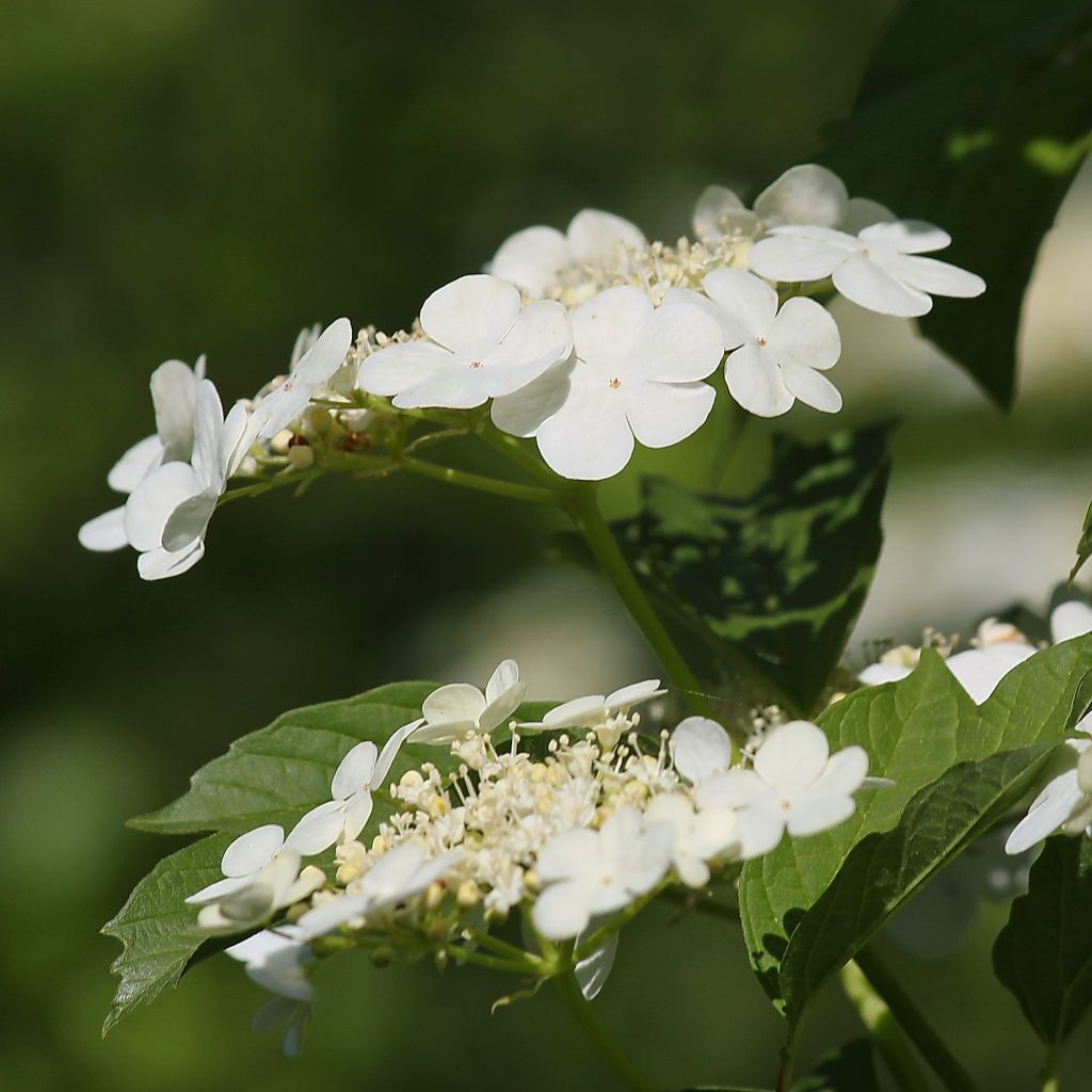 Viburnum opulus - Oppio