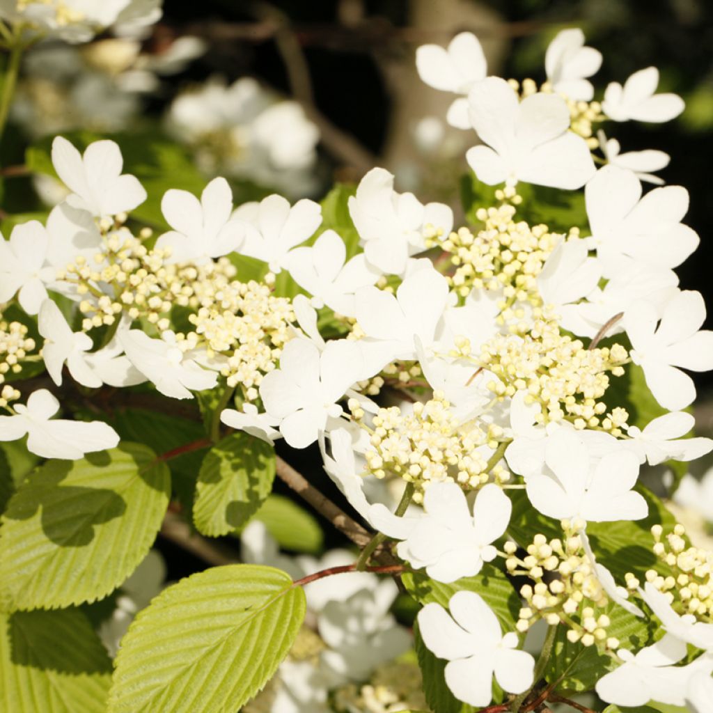 Viburnum plicatum Cascade