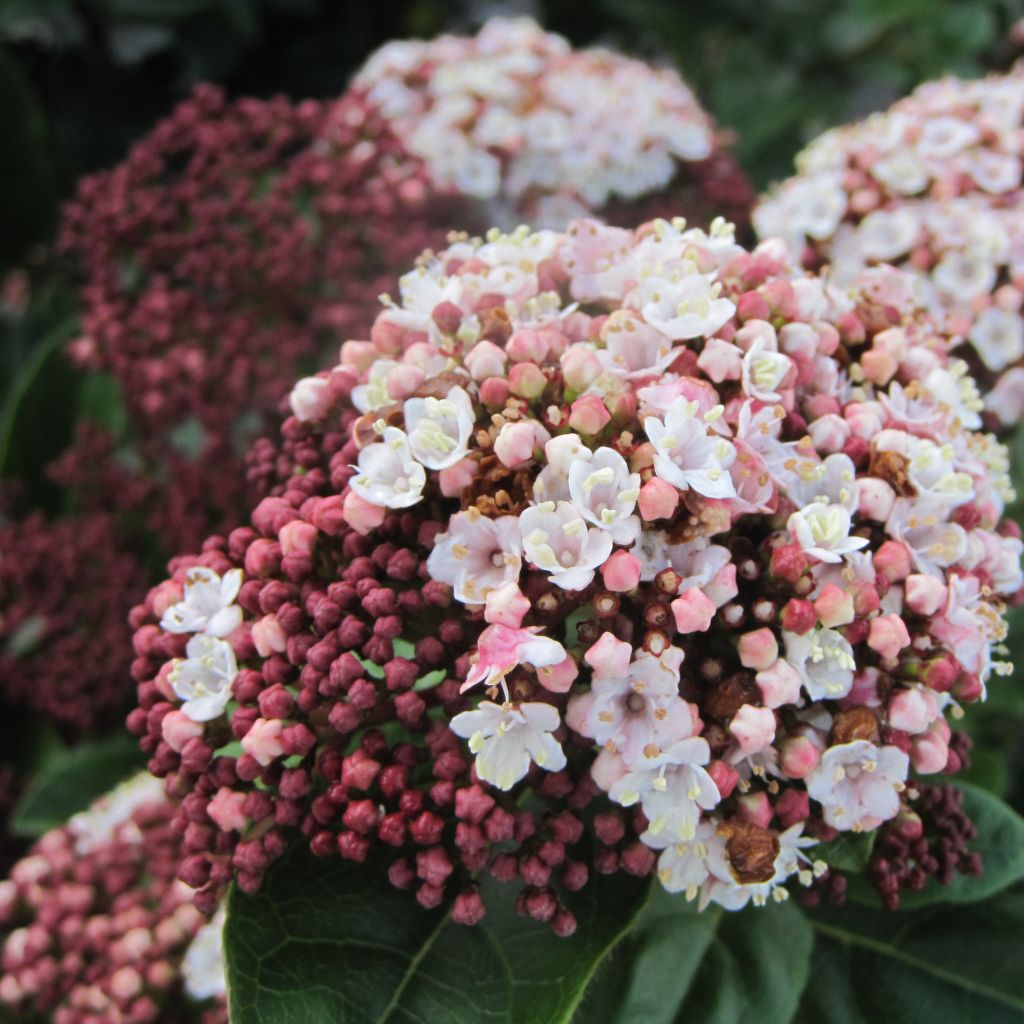 Viburnum tinus Lisarose
