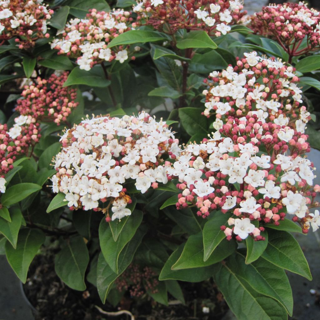 Viburnum tinus Lisarose