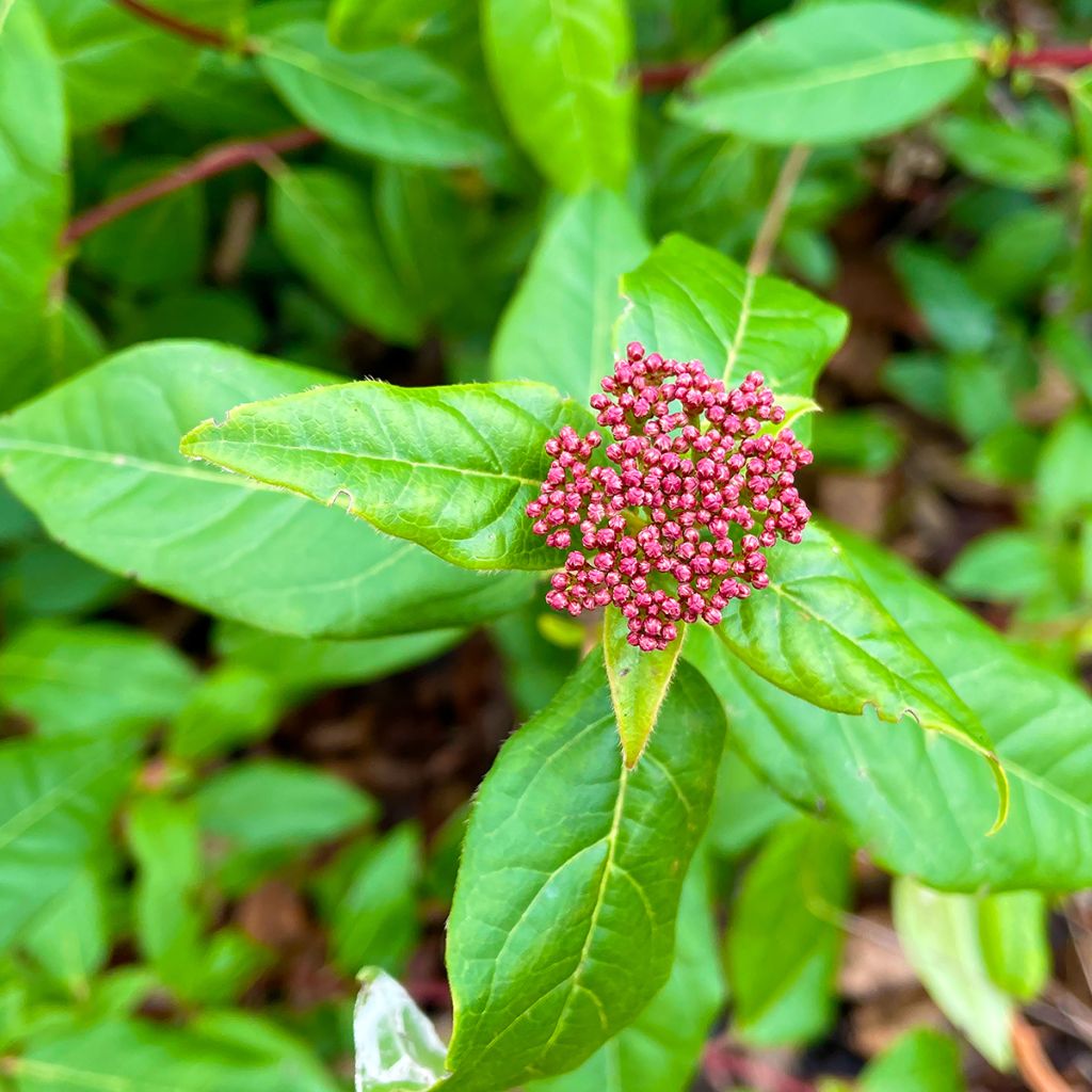 Viburnum tinus Lisarose