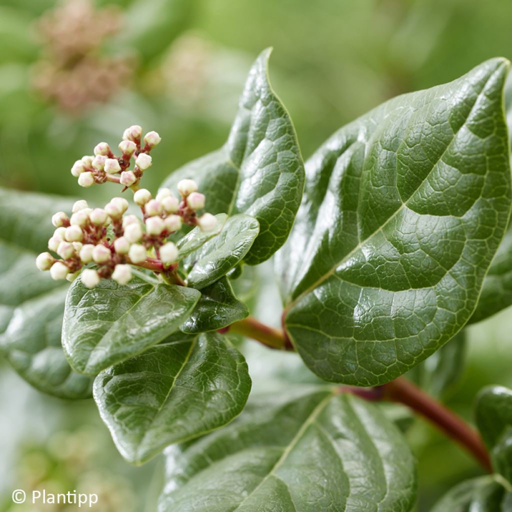 Viburnum tinus Rock'n Rolla