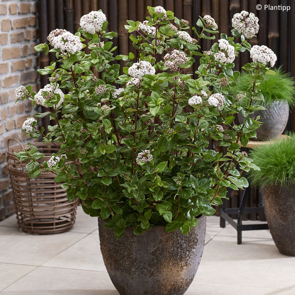 Viburnum tinus Rock'n Rolla