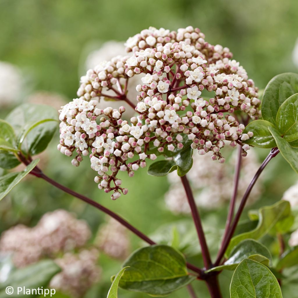 Viburnum tinus Rock'n Rolla