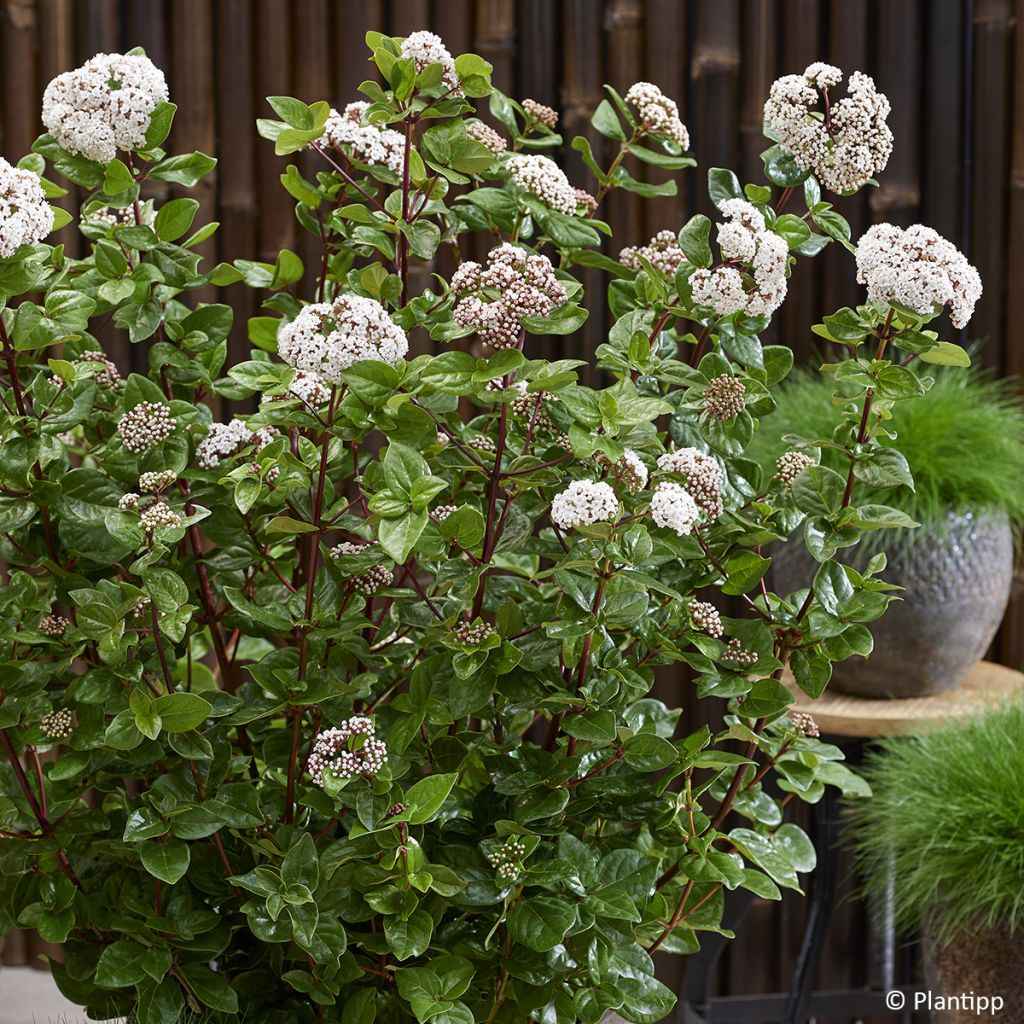 Viburnum tinus Rock'n Rolla