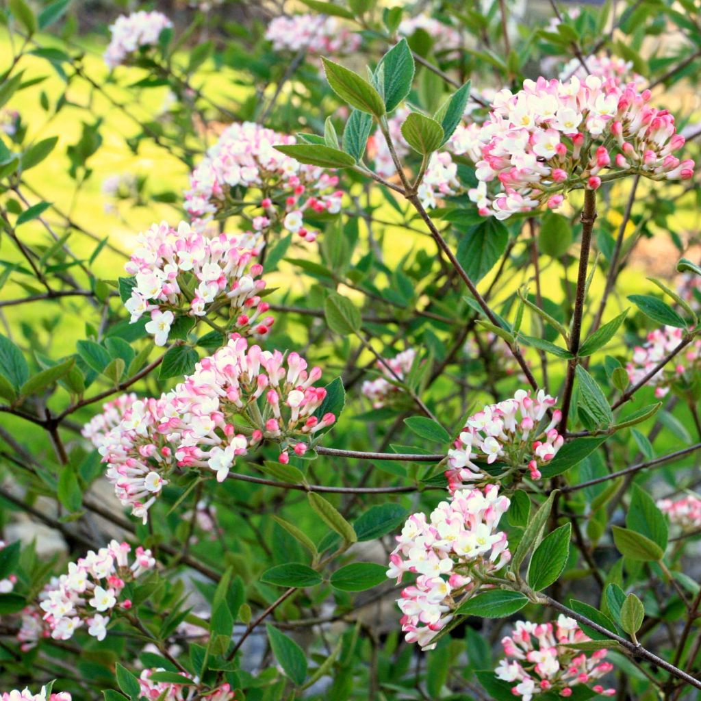 Viburnum burkwoodii Mohawk
