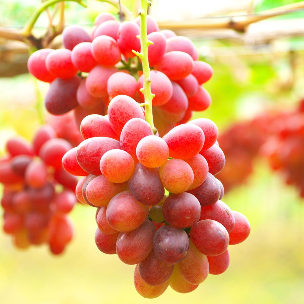 Vite da tavola Crimson Seedless