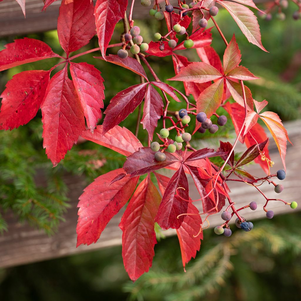 Parthenocissus viteacea - Vite inserita