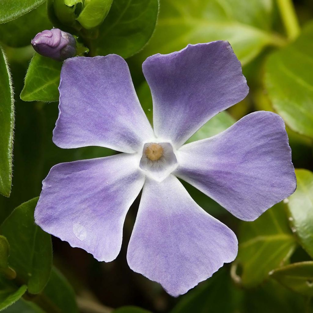 Pervinca maggiore - Vinca major