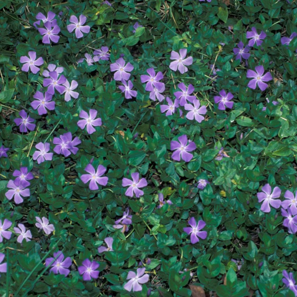 Pervinca maggiore - Vinca major