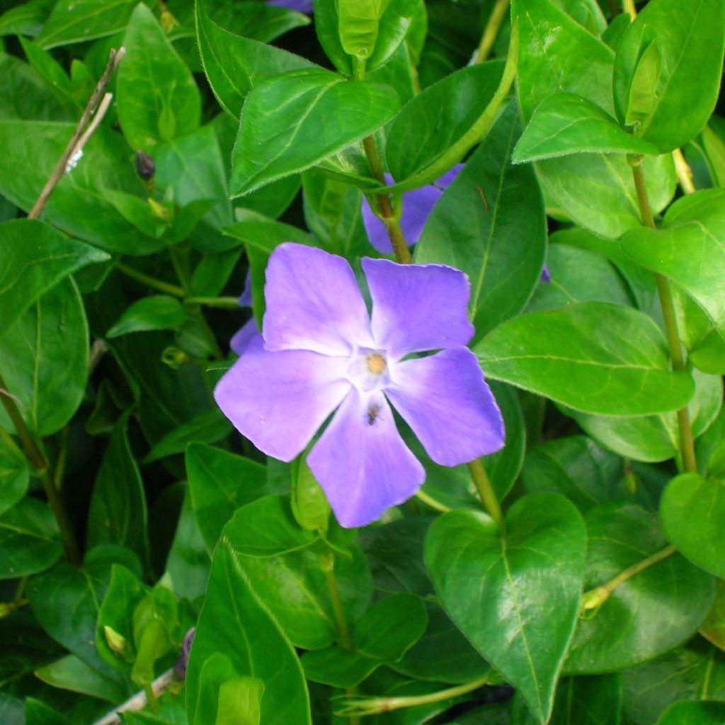 Pervinca maggiore - Vinca major