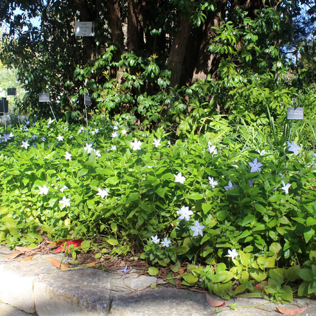Pervinca maggiore - Vinca major