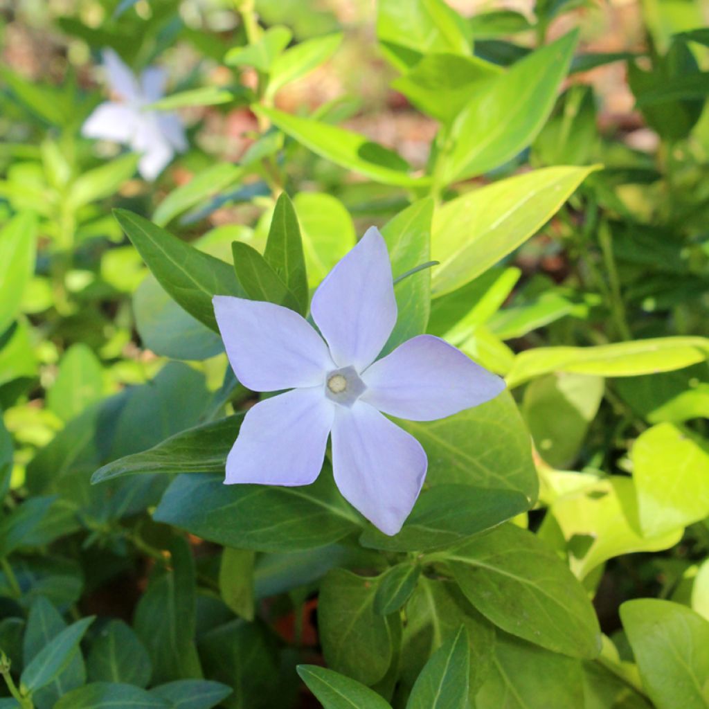 Pervinca maggiore - Vinca major