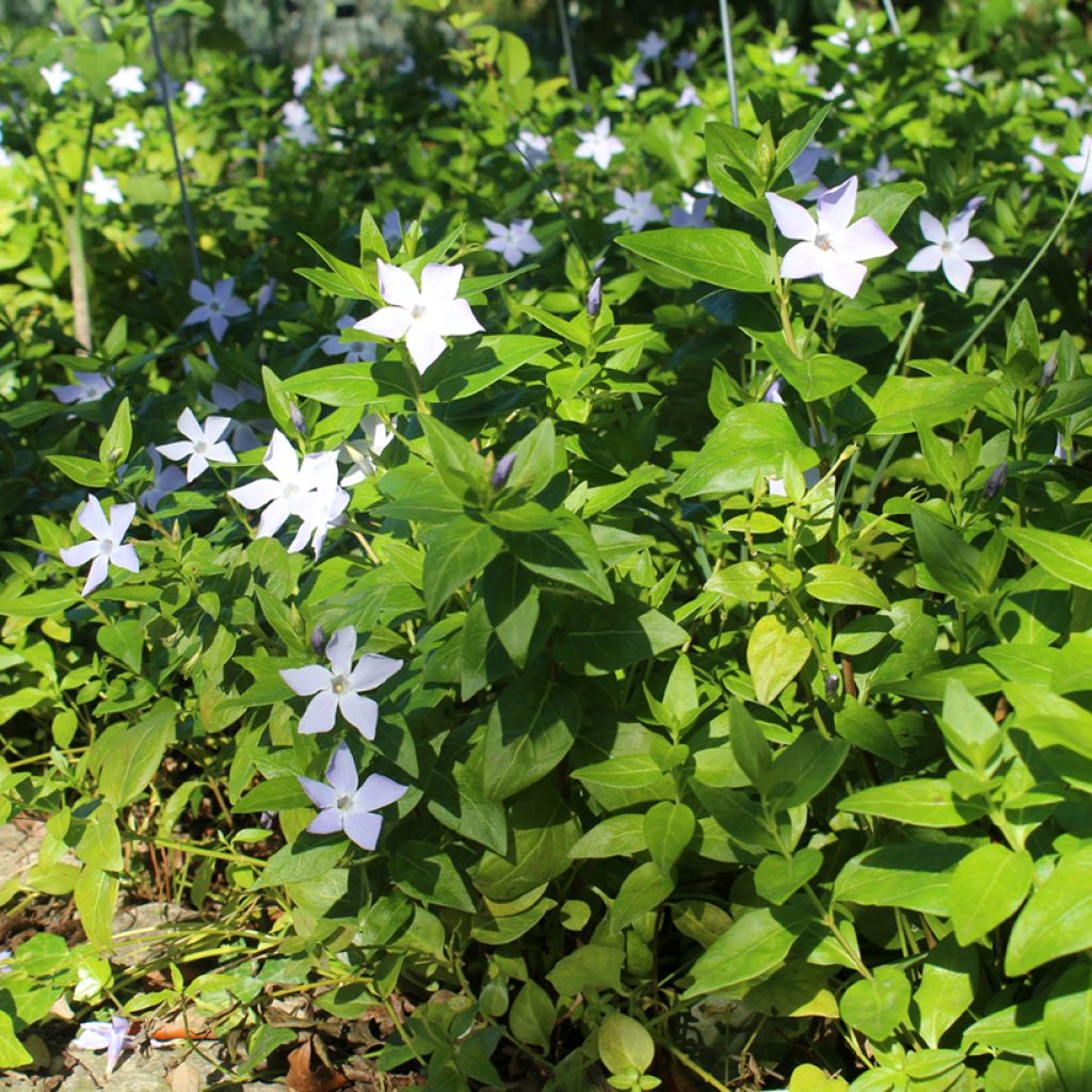 Pervinca maggiore - Vinca major