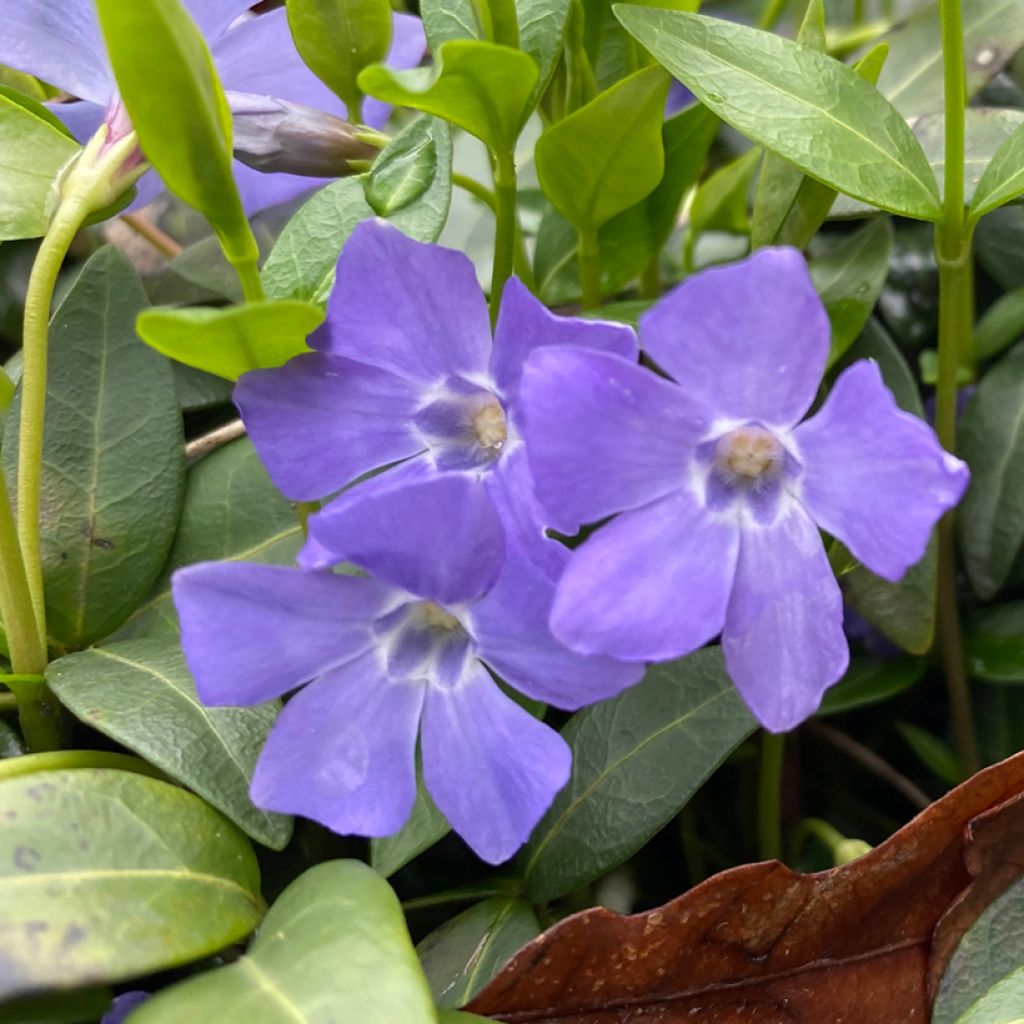 Pervinca maggiore - Vinca major