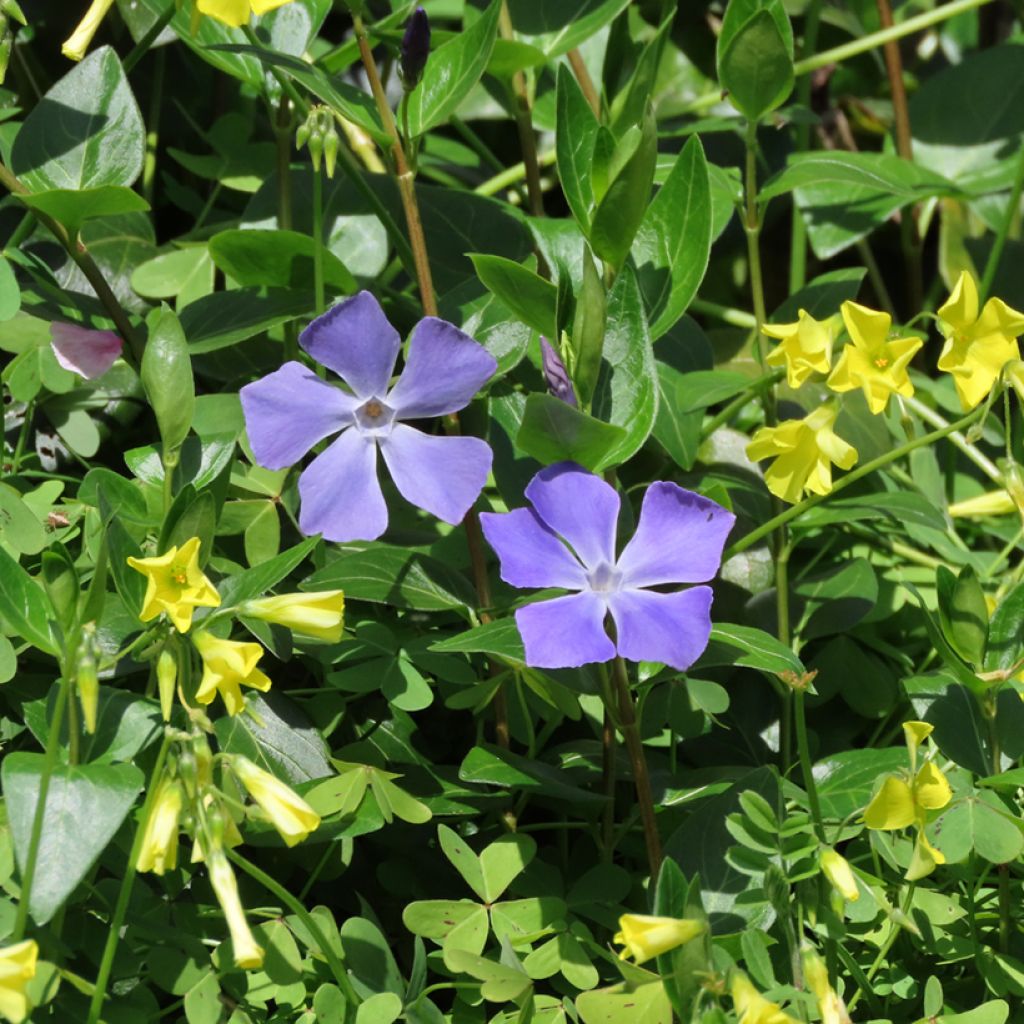 Pervinca maggiore - Vinca major