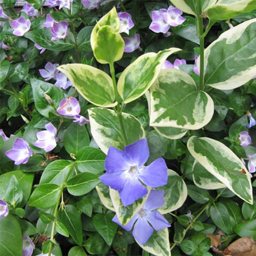 Vinca major Variegata - Pervinca maggiore