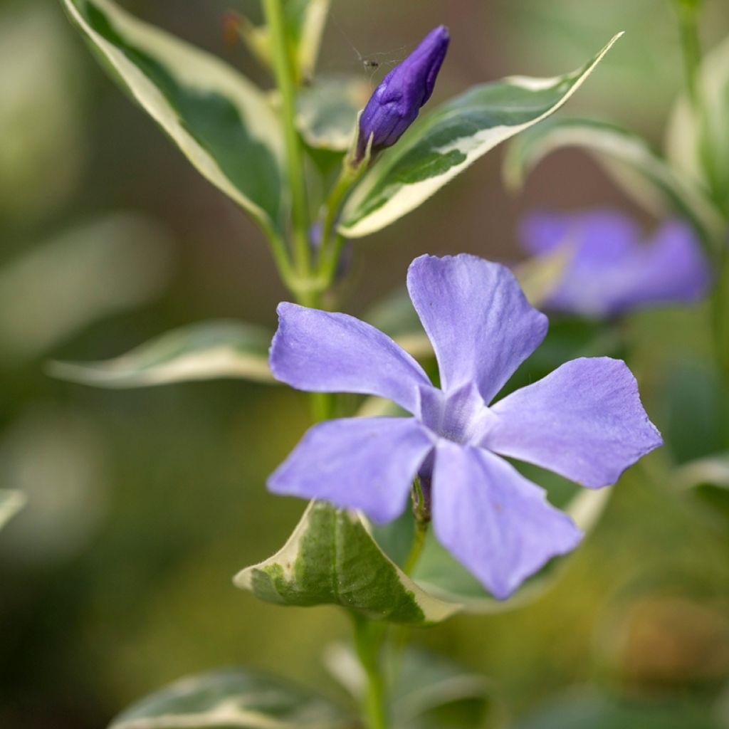 Vinca major Variegata - Pervinca maggiore
