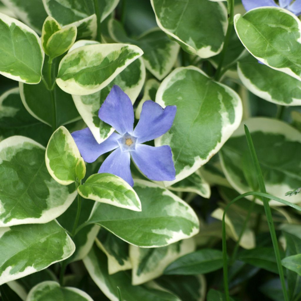 Vinca major Variegata - Pervinca maggiore