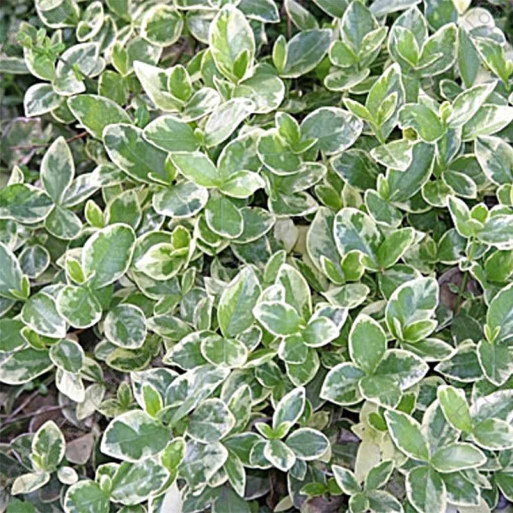 Vinca minor Argenteovariegata - Pervinca minore