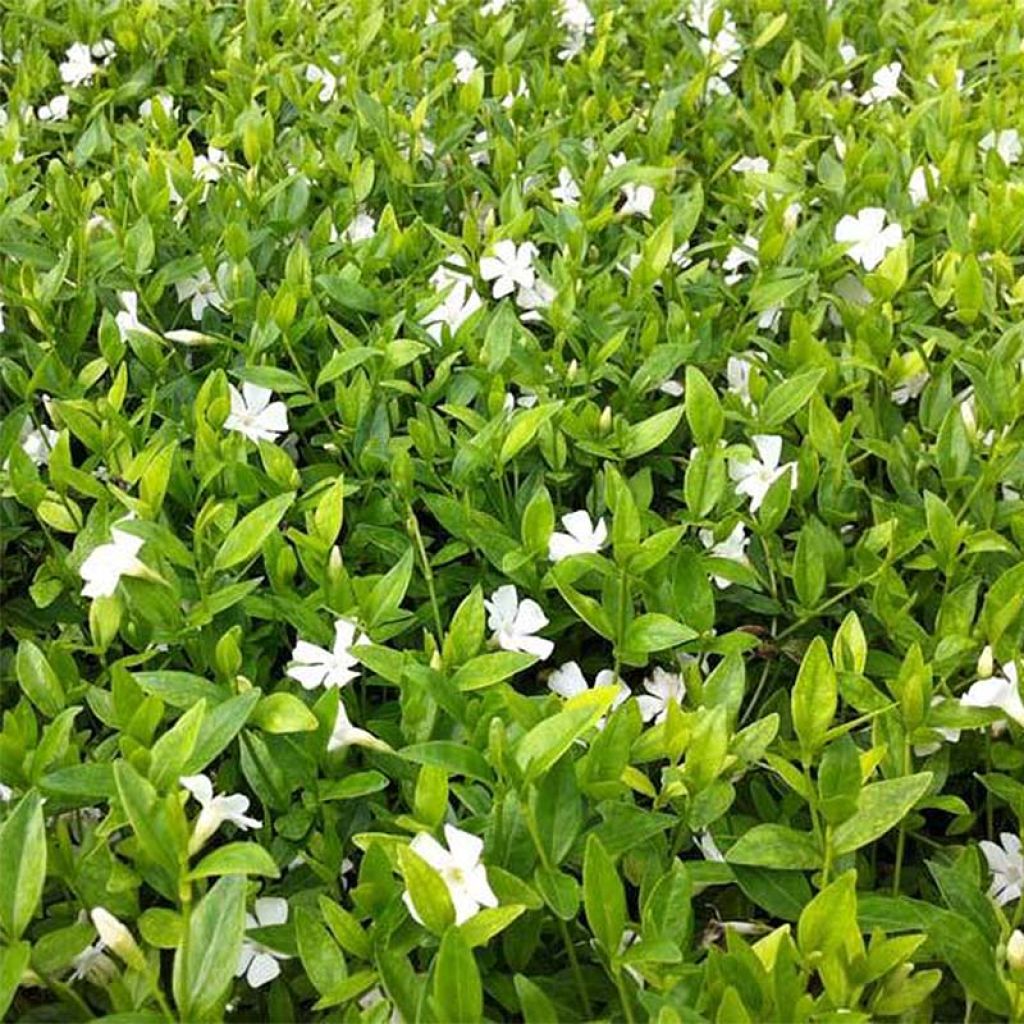 Vinca minor Elisa - Pervinca minore