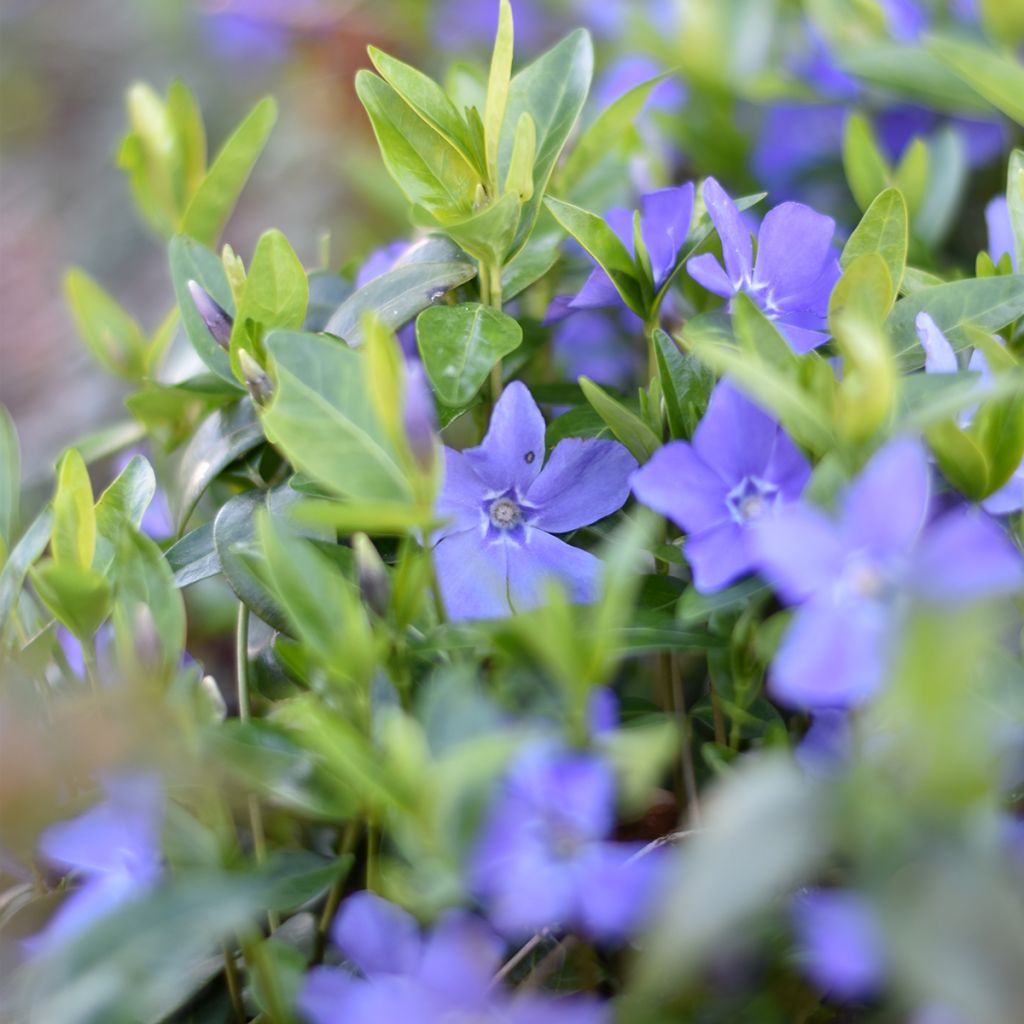 Pervinca minore - Vinca minor