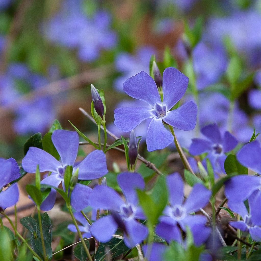Pervinca minore - Vinca minor