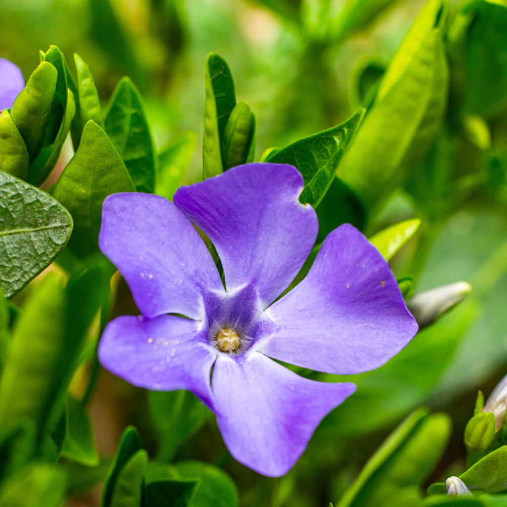 Pervinca minore - Vinca minor