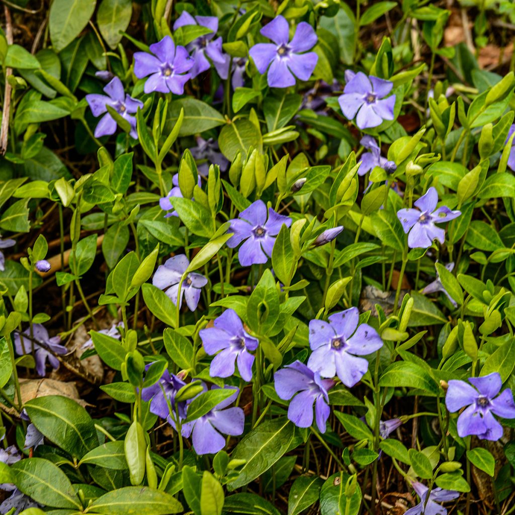 Pervinca minore - Vinca minor