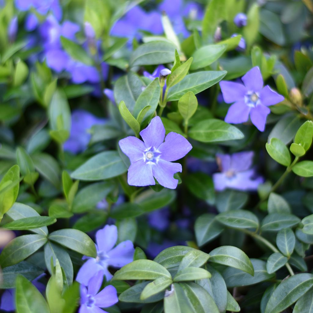 Pervinca minore - Vinca minor