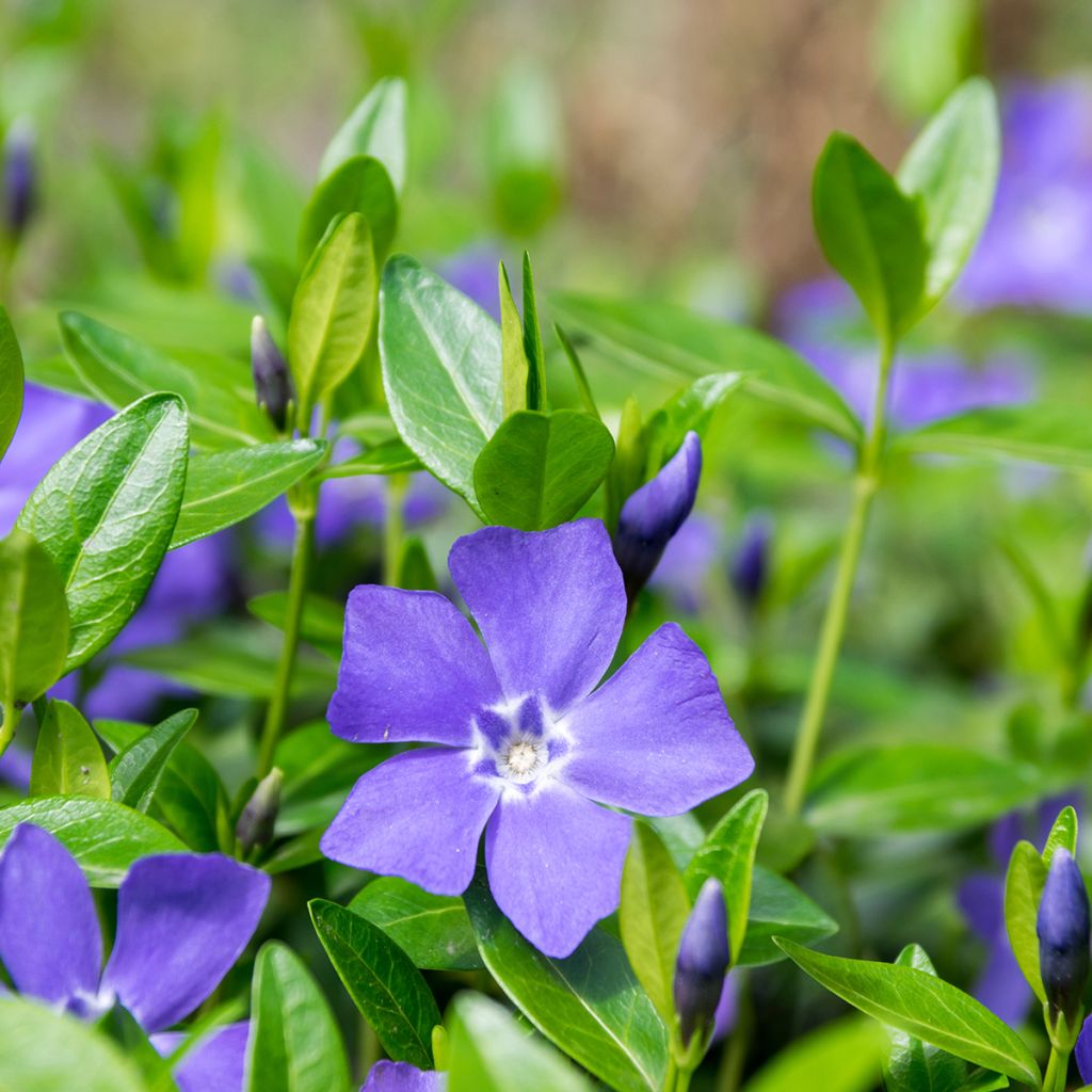 Pervinca minore - Vinca minor
