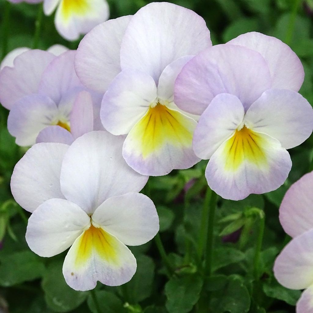 Viola cornuta Floral Power Soft Pink F1