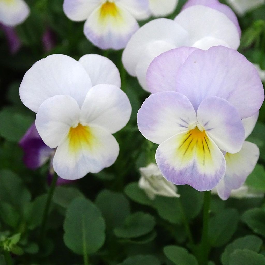 Viola cornuta Floral Power Soft Pink F1