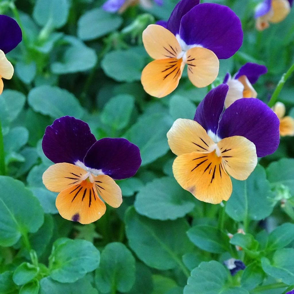Viola cornuta Butterfly Orange and Purple