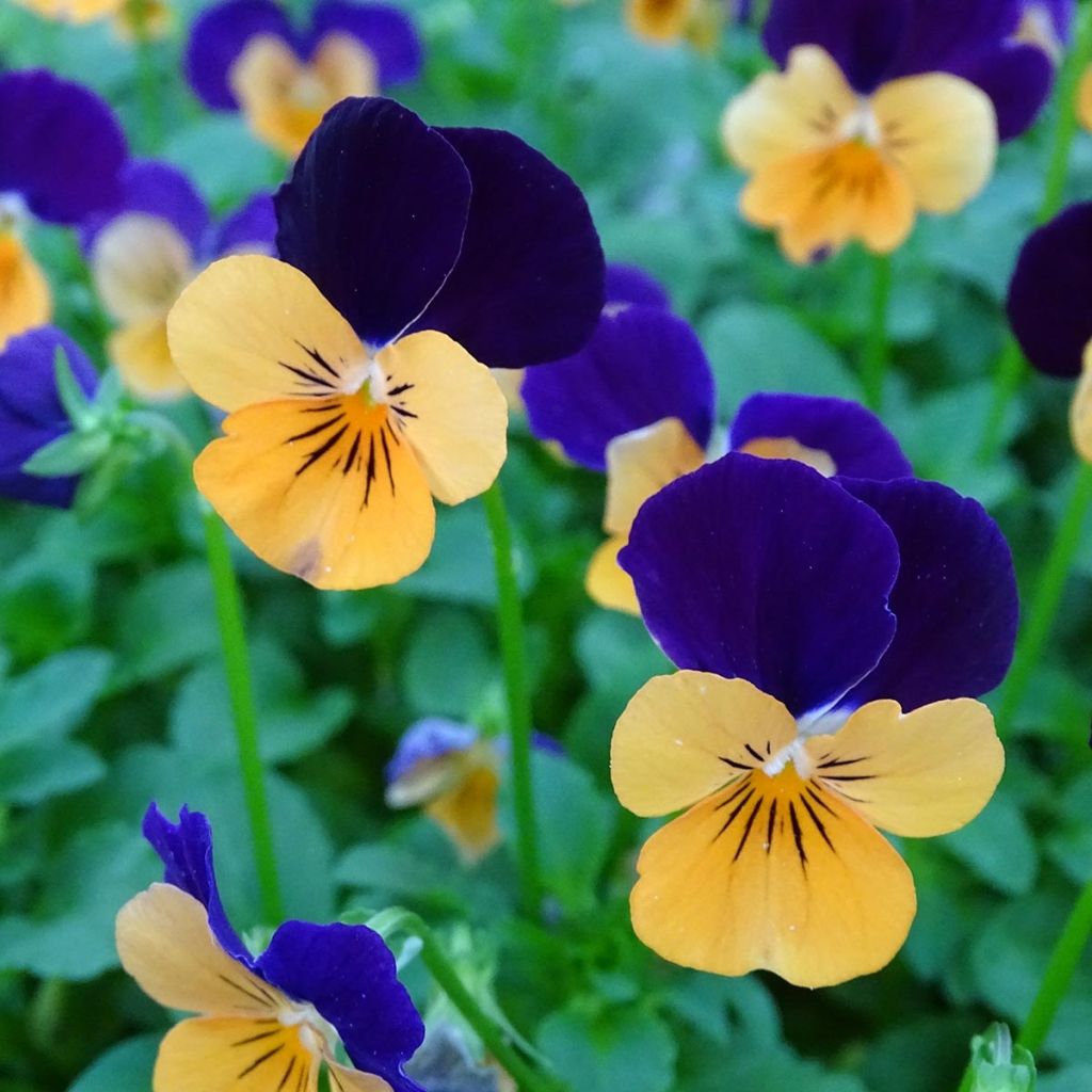 Viola cornuta Butterfly Orange and Purple